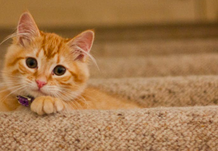 Gatti, teniamo la mente in allenamento